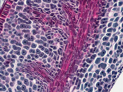 bioscience-image-library-by-fayette-reynolds-QXug_1QuM90-unsplash_musiics