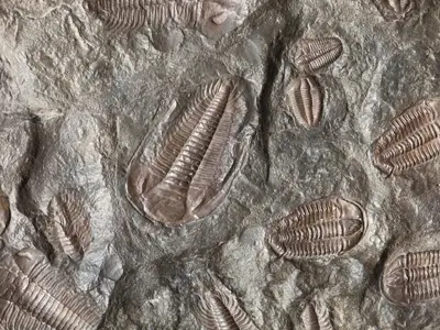 prehistoric-animal-1_musiics